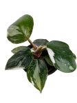 Philodendron White Knight - S