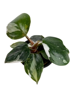 Philodendron White Knight - S