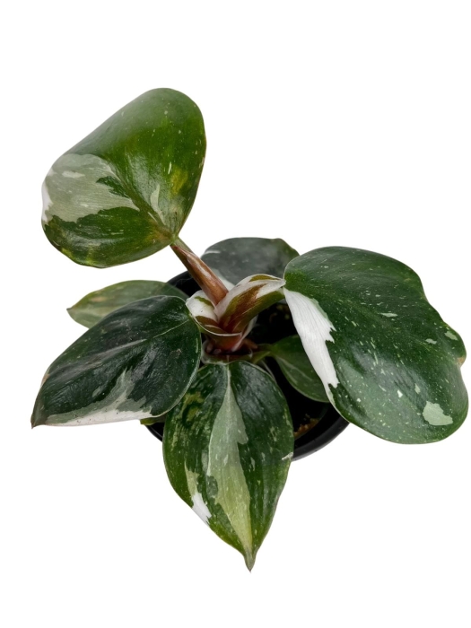 Philodendron White Knight - S