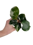 Philodendron White Knight - S