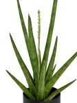 Sansevieria Tough Guy