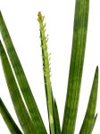 Sansevieria Tough Guy