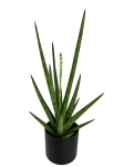 Sansevieria Tough Guy