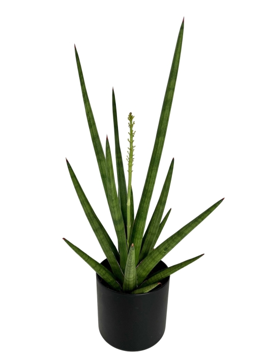 Sansevieria Tough Guy