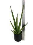 Sansevieria Tough Guy