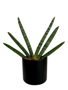 Sansevieria cylindrica Skyline