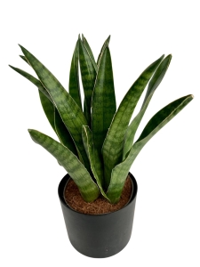 Sansevieria Javanica
