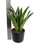 Sansevieria trifasciata Javanica