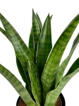 Sansevieria trifasciata Javanica