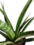 Sansevieria trifasciata Megan