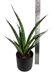 Sansevieria trifasciata Megan