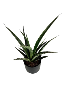 Sansevieria trifasciata Megan