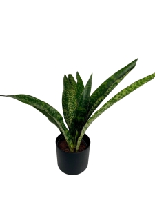 Sansevieria aubrytiana Dragon