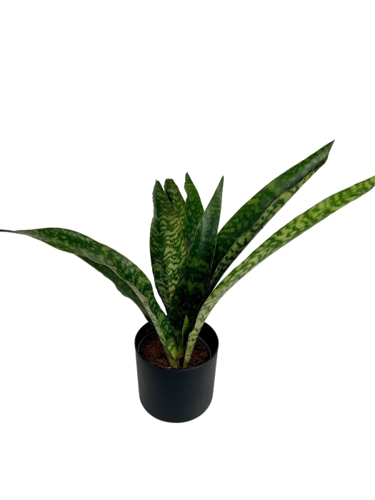 Sansevieria aubrytiana Dragon