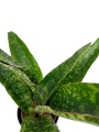 Sansevieria aubrytiana Dragon