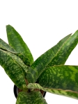 Sansevieria aubrytiana Dragon