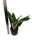 Sansevieria aubrytiana Dragon