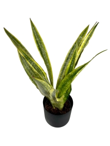Sansevieria guinensis Variegata