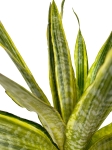 Sansevieria guinensis Variegata