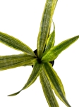 Sansevieria guinensis Variegata
