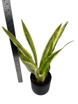 Sansevieria guinensis Variegata