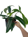 Philodendron 69686