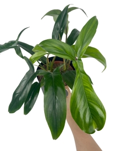 Philodendron 69686 "Bette Waterbury"