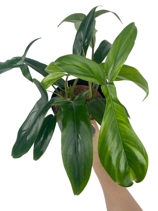 Philodendron 69686