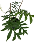 Philodendron Cinderella - XL