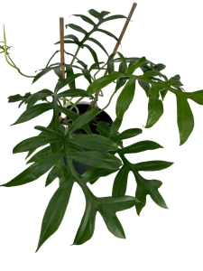 Philodendron Cinderella - XL