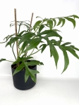 Philodendron Cinderella - XL