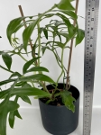 Philodendron Cinderella - XL
