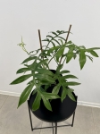 Philodendron Cinderella - XL