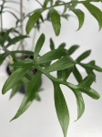 Philodendron Cinderella - XL