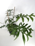 Philodendron Cinderella - XL