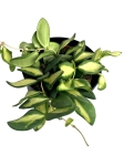 Hoya ds70