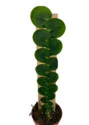 Rhaphidophora celatocaulis - L
