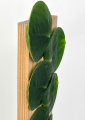 Rhaphidophora celatocaulis