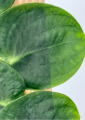 Rhaphidophora celatocaulis