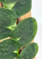 Rhaphidophora celatocaulis