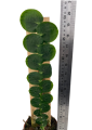 Rhaphidophora celatocaulis