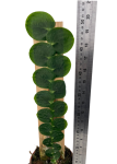 Rhaphidophora celatocaulis
