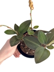 ludisia discolor Green Velvet