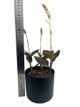 ludisia discolor Green Velvet