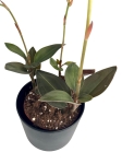 ludisia discolor green velvet.jpeg