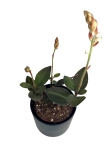ludisia discolor Green Velvet