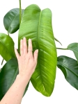 Epipremnum Giganteum - zdjęcie poglądowe dorosłej formy