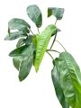 Epipremnum Giganteum - zdjęcie poglądowe dorosłej formy