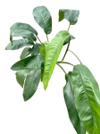 Epipremnum Giganteum - zdjęcie poglądowe dorosłej formy