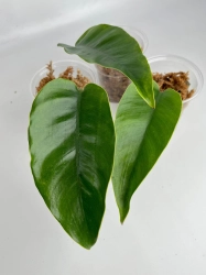 Epipremnum Giganteum - cięty węzeł w ukorzenieniu